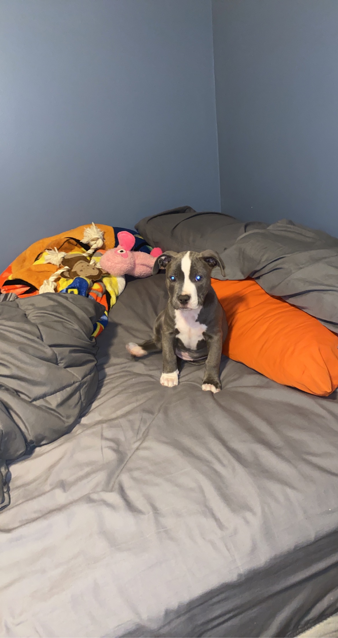 A puppy sitting on a bed