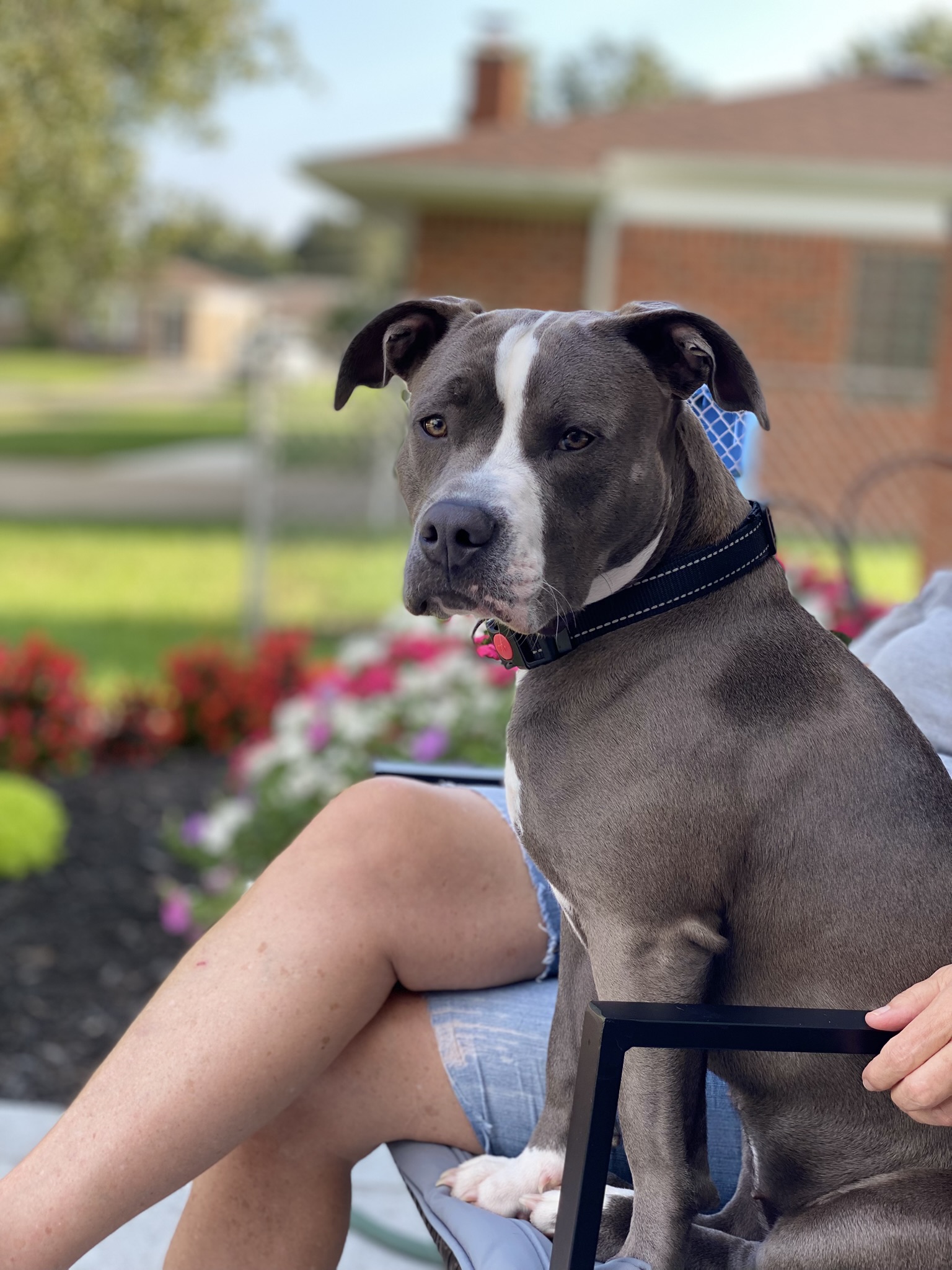 A beautiful Pit Bull sitting in a chair
